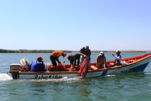 Los ejemplares fueron devueltos a la laguna, con supervisión del Minea, Inparques y Vigilancia Costera de la GNB