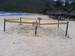 TORTUGAS CARDÓN (2)