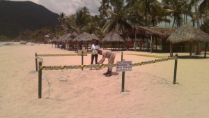 TORTUGAS CARDÓN (4)