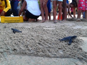 Un total de 55 tortuguillos de la especie cardón fueron liberados en Playa Puerto Cruz