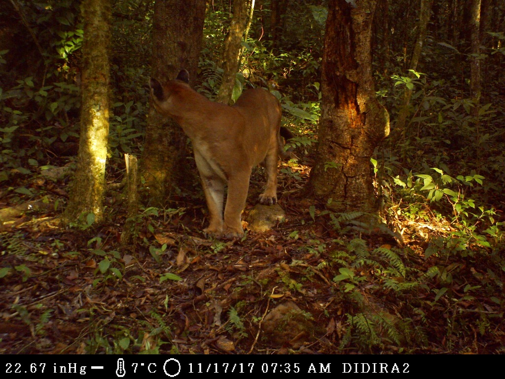 Arthur Conan Doyle He aprendido posterior Inparques confirma científicamente presencia de pumas en el Parque Dinira –  Minec